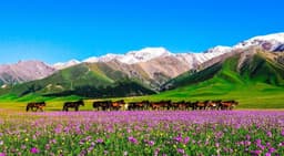 喀拉峻大草原
